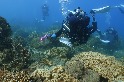 2020臺灣珊瑚礁體檢報告：海水溫度飆高加上無颱風 釀成史上最大珊瑚白化