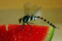 喜歡西瓜的蜻蜓