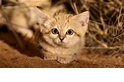 可愛警告：超萌沙漠貓寶寶罕見曝光！