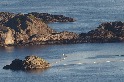動彈不得六小時 挪威抓小鬚鯨做噪音實驗 50位科學家疾呼先不要