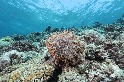 棘冠海星大爆發 使太平島海底90%珊瑚礁死亡 學者：未見過如此慘狀