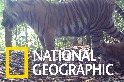影片證實，稀有的蘇門答臘虎能在保護區內健康繁衍