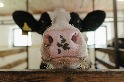 新研究發現：牛胃中微生物可以分解塑膠