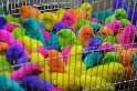 瓦吉夫市集上的染色小雞