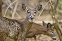 美國野鹿身上驗出冠狀病毒抗體
