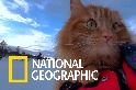 挪威的「冒險貓」最愛與主人一起享受戶外活動