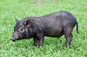 蘭嶼豬異地保種40年終返鄉 回流第一代豬寶寶誕生