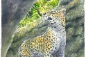 臺灣古生物研究重大發現 科學家在墾丁找到1萬2000年前花豹蹤跡