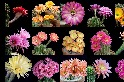 縮時攝影：看15種美麗的仙人球花在你眼前綻放