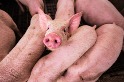 報告揭20家肉類和乳製品公司 總碳排高過德、英、法
