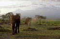 安博塞利的大象