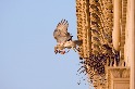 有許多鳥兒在COVID-19封城期間飛進了城市，這究竟是好還是壞？