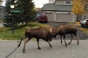 在阿拉斯加一處寧靜社區內「拚輸贏」的公駝鹿