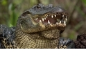 美國短吻鱷是自然界中的好媽咪