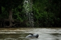 保護印尼最後80隻伊河海豚 創新計畫成功解決「漁網纏繞」問題