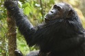 空拍機也能協助黑猩猩保育