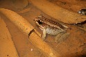 魚池特產的聲音 珍稀豎琴蛙展好歌喉、築獨特泥窩 最怕人為踩踏添亂