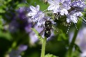 研究：連兩年接觸殺蟲劑讓切葉蜂繁殖降44% 需好幾世代才能恢復