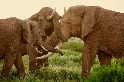 大象家庭