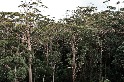 比植樹更有效 研究：若無人類干擾 熱帶森林20年可恢復近八成