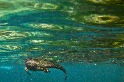海鬣蜥與漩渦