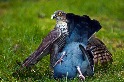 雀鷹與斑尾林鴿