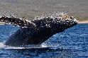 座頭鯨躍水