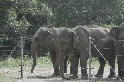 如何讓尼泊爾的圈養大象脫離鎖鏈的束縛？