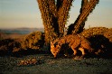 沙漠灰狐
