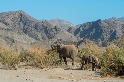 納米比亞野象正被圈養並銷售國際