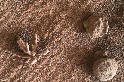 好奇號在火星上看到奇異小花？