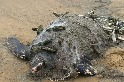 瀕危保育類革龜擱淺病理報告出爐 主要死因為網具纏繞及感染