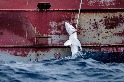 國際報告揭亞洲魚翅貿易 有半數進口自歐洲 臺灣列交易熱區