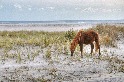 海灘上的小馬