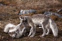 玩耍的小北極狐