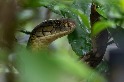 眼鏡王蛇可能是由四個不同物種組成的「王室」