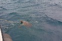 海龜救傷與漁業混獲危機