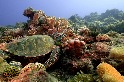 海龜、珊瑚和海廢