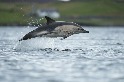 史上首度觀察到野生海豚對港灣鼠海豚「說話」
