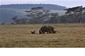 為母則強！ 看犀牛媽媽如何捍衛寶寶免於鬣狗的襲擊