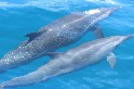 海保署預告四項海洋野生動物保育計畫 鯨豚、三棘鱟等入列