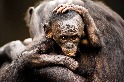 小倭黑猩猩