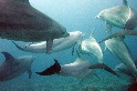海裡有藥局 研究：海豚排隊摩擦珊瑚 為自己治療皮膚傷口