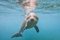 研究首度指出，海豚可以透過「味道」辨別朋友