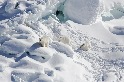 為什麼這個新發現的北極熊亞族群如此特別？