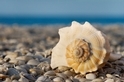 海灘貝殼失蹤之謎：為何海灘上愈來愈難找到貝殼？