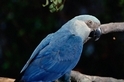 十年間有八種鳥類幾乎滅絕，包括《里約大冒險》的「阿藍」