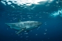 新發現：為了偷襲獵物，大白鯊可能會改變體色！