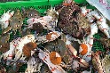 抱卵母蟹擴大禁捕五個月 市場也不能賣！ 漁業署估可保護六成母蟹