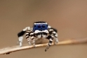 「藍臉」舞王：孔雀蜘蛛的求偶花招